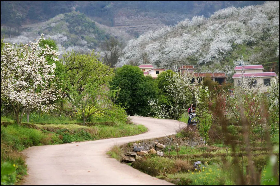 【春天，广西桂林灌阳县向您发出邀请！】我们在灌阳看梨花 - 游山玩水 - 枣庄生活社区 - 枣庄28生活网 zaozhuang.28life.com