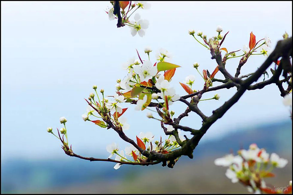 【春天，广西桂林灌阳县向您发出邀请！】我们在灌阳看梨花 - 游山玩水 - 枣庄生活社区 - 枣庄28生活网 zaozhuang.28life.com