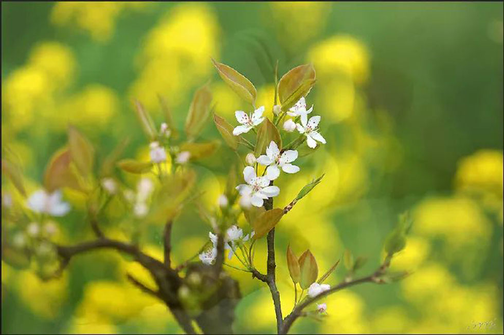 【春天，广西桂林灌阳县向您发出邀请！】我们在灌阳看梨花 - 游山玩水 - 枣庄生活社区 - 枣庄28生活网 zaozhuang.28life.com