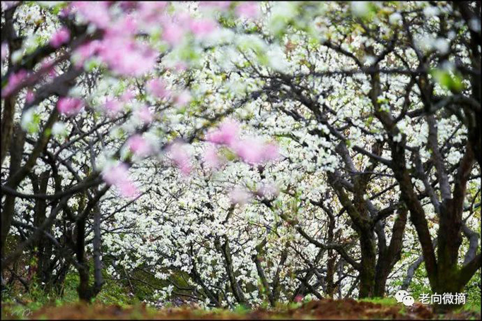 【春天，广西桂林灌阳县向您发出邀请！】我们在灌阳看梨花 - 游山玩水 - 枣庄生活社区 - 枣庄28生活网 zaozhuang.28life.com