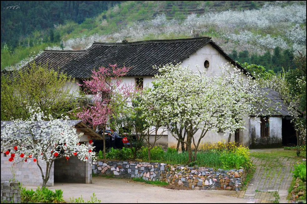 【春天，广西桂林灌阳县向您发出邀请！】我们在灌阳看梨花 - 游山玩水 - 枣庄生活社区 - 枣庄28生活网 zaozhuang.28life.com