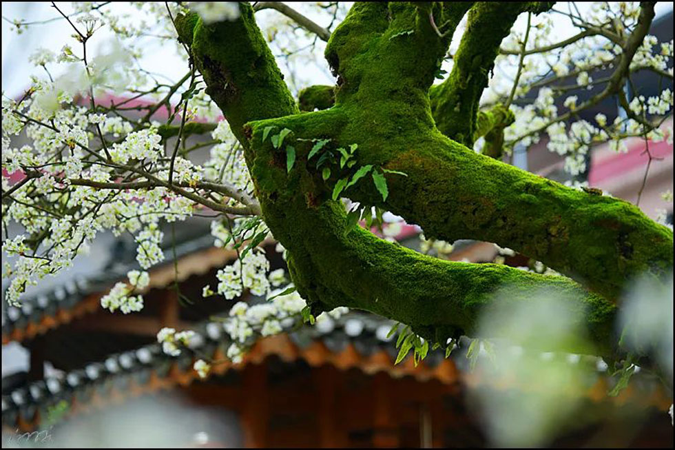 【春天，广西桂林灌阳县向您发出邀请！】我们在灌阳看梨花 - 游山玩水 - 枣庄生活社区 - 枣庄28生活网 zaozhuang.28life.com