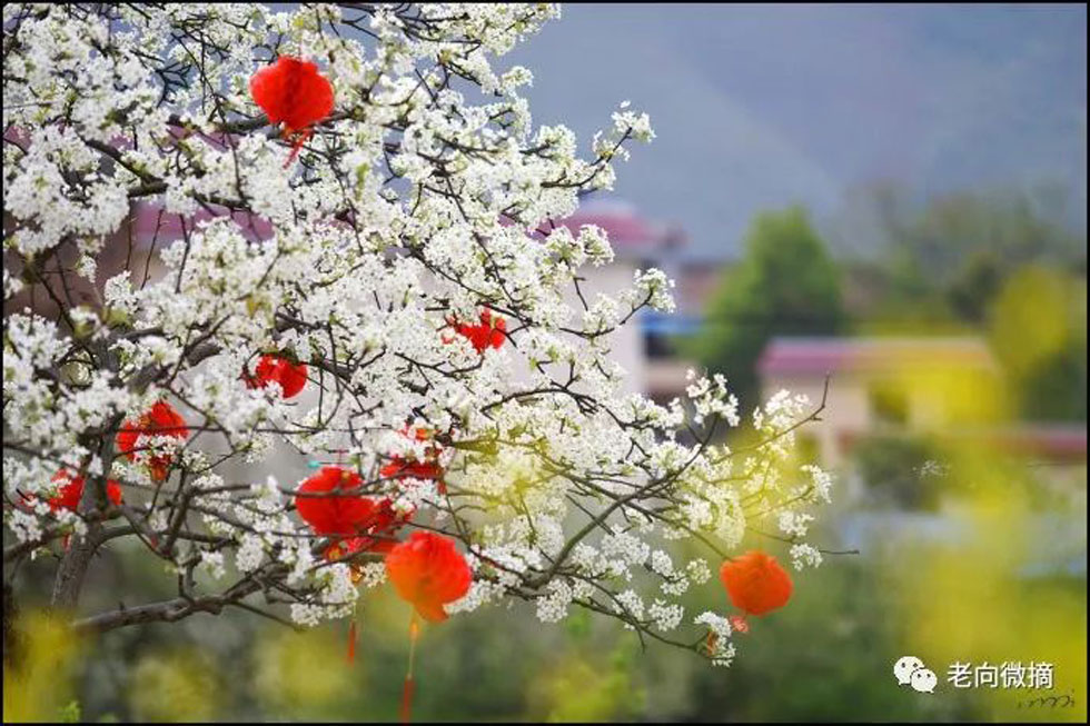【春天，广西桂林灌阳县向您发出邀请！】我们在灌阳看梨花 - 游山玩水 - 枣庄生活社区 - 枣庄28生活网 zaozhuang.28life.com