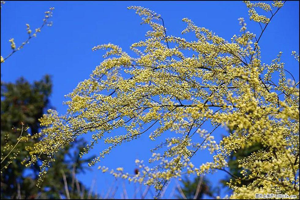 【春天,广西桂林灌阳县向您发出邀请!】米珠山前有片山苍子花在飘香 - 游山玩水 - 枣庄生活社区 - 枣庄28生活网 zaozhuang.28life.com