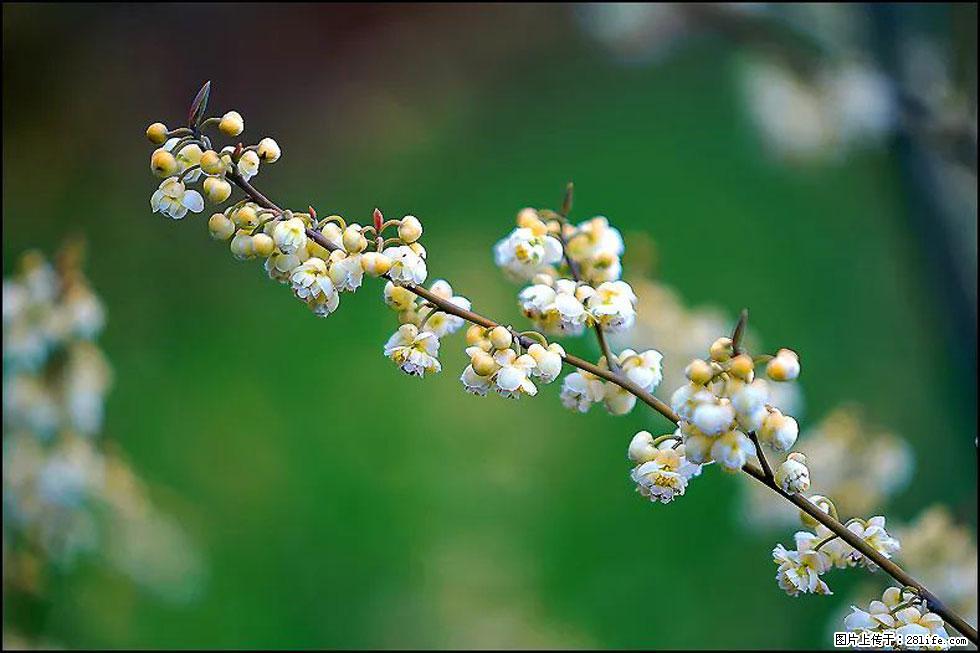 【春天,广西桂林灌阳县向您发出邀请!】米珠山前有片山苍子花在飘香 - 游山玩水 - 枣庄生活社区 - 枣庄28生活网 zaozhuang.28life.com