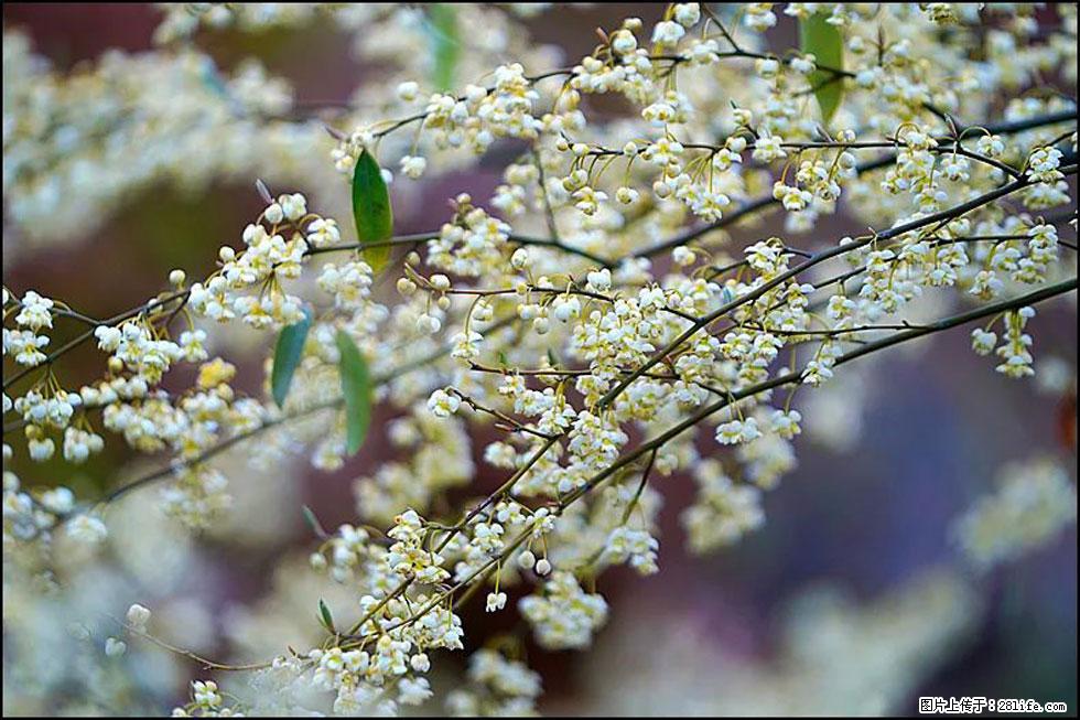 【春天,广西桂林灌阳县向您发出邀请!】米珠山前有片山苍子花在飘香 - 游山玩水 - 枣庄生活社区 - 枣庄28生活网 zaozhuang.28life.com