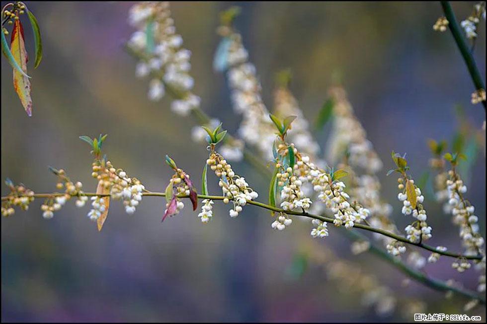 【春天,广西桂林灌阳县向您发出邀请!】米珠山前有片山苍子花在飘香 - 游山玩水 - 枣庄生活社区 - 枣庄28生活网 zaozhuang.28life.com