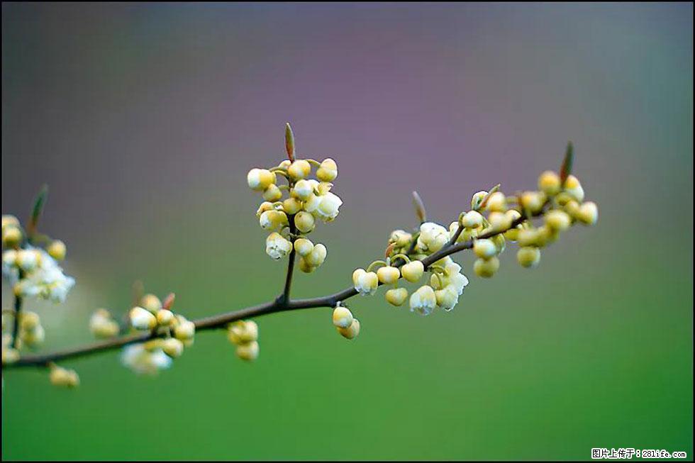 【春天,广西桂林灌阳县向您发出邀请!】米珠山前有片山苍子花在飘香 - 游山玩水 - 枣庄生活社区 - 枣庄28生活网 zaozhuang.28life.com
