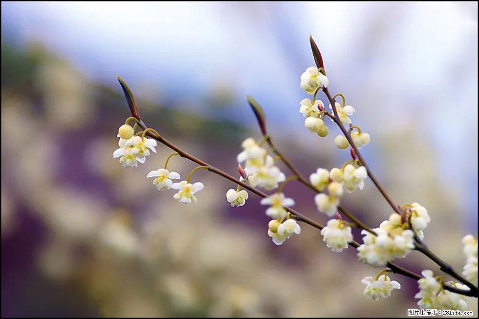【春天,广西桂林灌阳县向您发出邀请!】米珠山前有片山苍子花在飘香 - 游山玩水 - 枣庄生活社区 - 枣庄28生活网 zaozhuang.28life.com