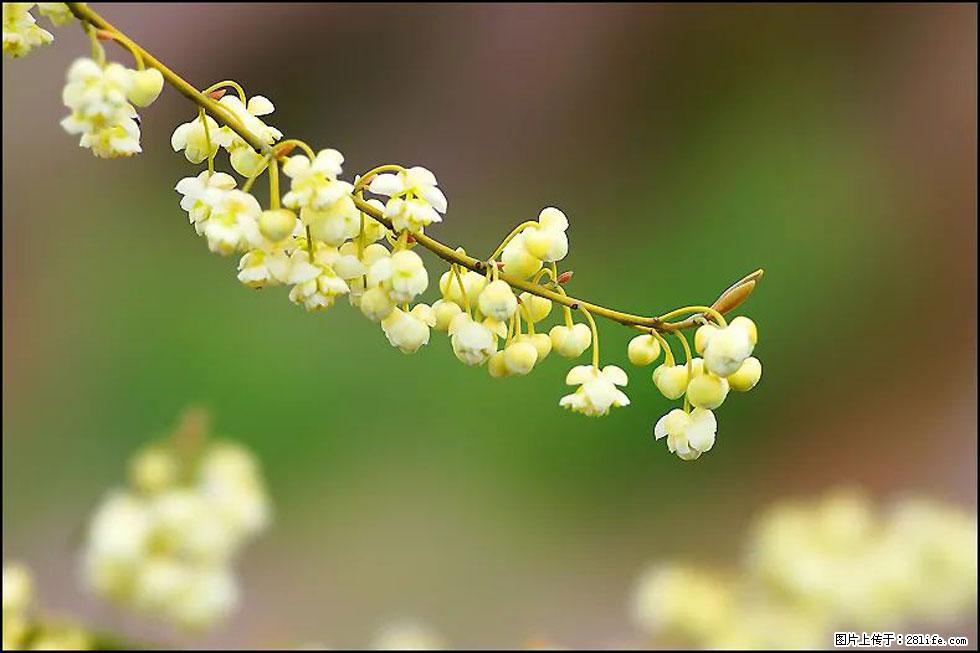【春天,广西桂林灌阳县向您发出邀请!】米珠山前有片山苍子花在飘香 - 游山玩水 - 枣庄生活社区 - 枣庄28生活网 zaozhuang.28life.com