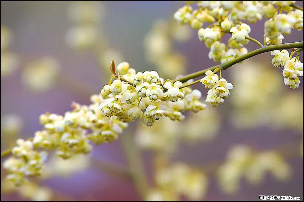 【春天,广西桂林灌阳县向您发出邀请!】米珠山前有片山苍子花在飘香 - 游山玩水 - 枣庄生活社区 - 枣庄28生活网 zaozhuang.28life.com