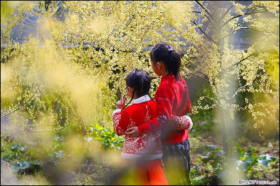 【春天,广西桂林灌阳县向您发出邀请!】米珠山前有片山苍子花在飘香 - 游山玩水 - 枣庄生活社区 - 枣庄28生活网 zaozhuang.28life.com