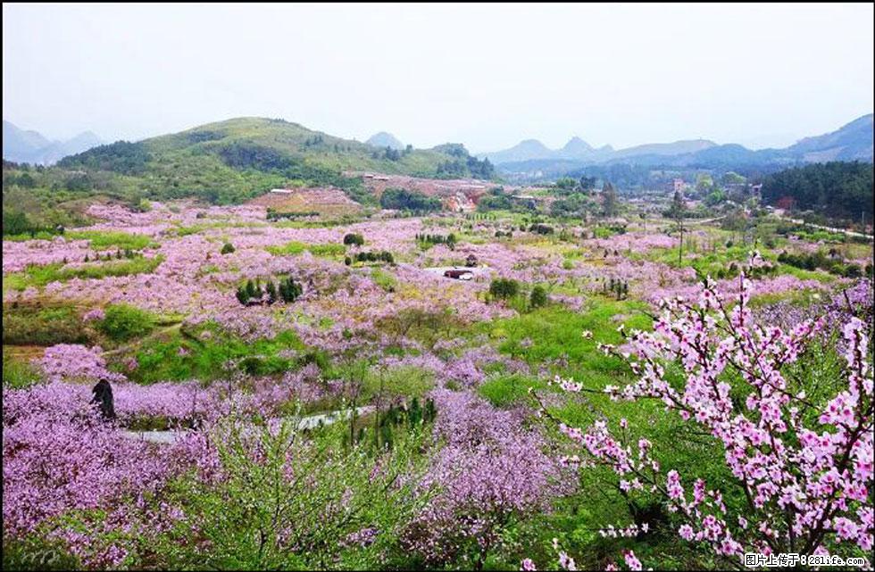 【春天,广西桂林灌阳县向您发出邀请!】官庄村有个醉美的桃花园 - 游山玩水 - 枣庄生活社区 - 枣庄28生活网 zaozhuang.28life.com