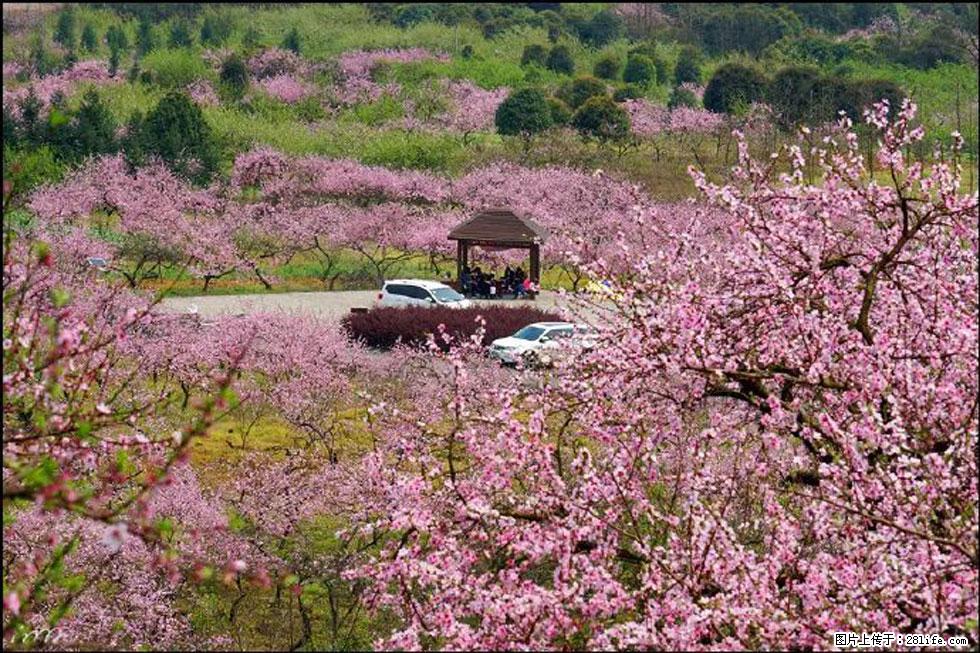 【春天,广西桂林灌阳县向您发出邀请!】官庄村有个醉美的桃花园 - 游山玩水 - 枣庄生活社区 - 枣庄28生活网 zaozhuang.28life.com
