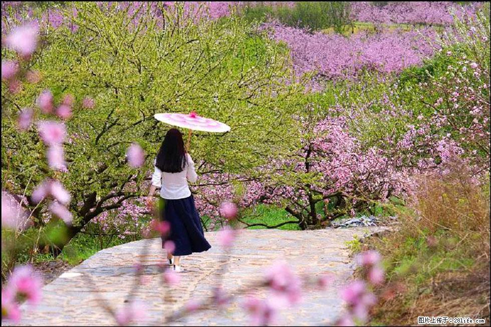 【春天,广西桂林灌阳县向您发出邀请!】官庄村有个醉美的桃花园 - 游山玩水 - 枣庄生活社区 - 枣庄28生活网 zaozhuang.28life.com