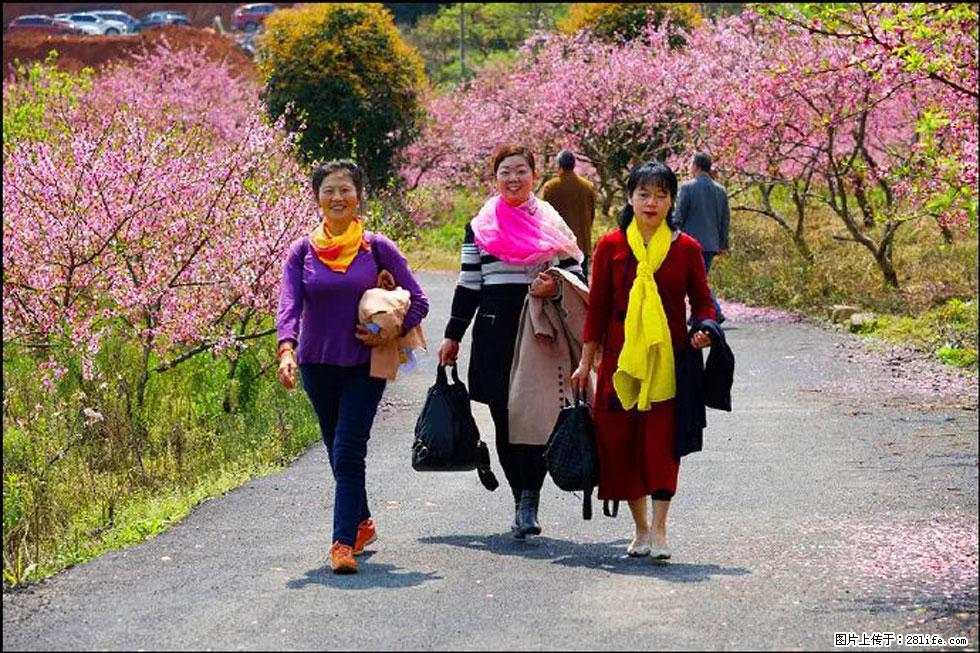 【春天,广西桂林灌阳县向您发出邀请!】官庄村有个醉美的桃花园 - 游山玩水 - 枣庄生活社区 - 枣庄28生活网 zaozhuang.28life.com