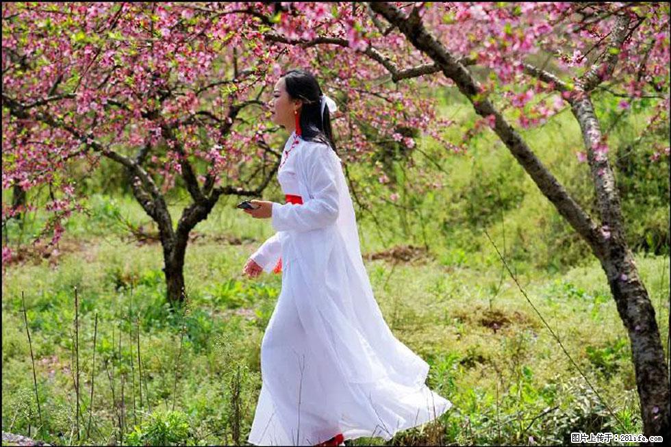 【春天,广西桂林灌阳县向您发出邀请!】官庄村有个醉美的桃花园 - 游山玩水 - 枣庄生活社区 - 枣庄28生活网 zaozhuang.28life.com