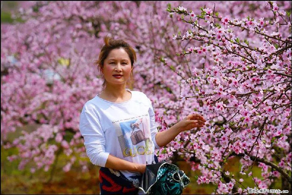【春天,广西桂林灌阳县向您发出邀请!】官庄村有个醉美的桃花园 - 游山玩水 - 枣庄生活社区 - 枣庄28生活网 zaozhuang.28life.com