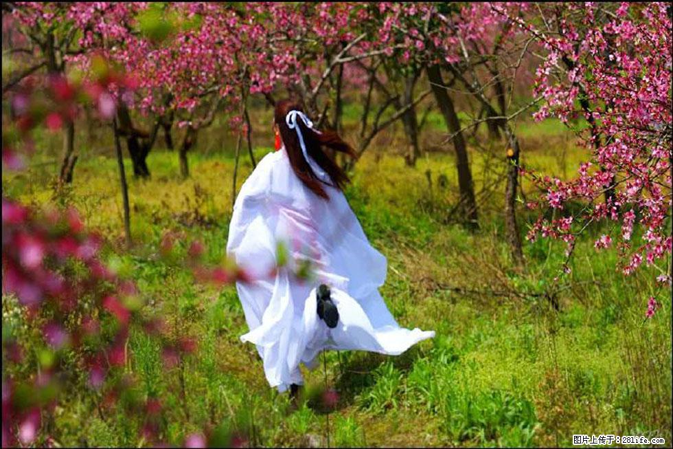 【春天,广西桂林灌阳县向您发出邀请!】官庄村有个醉美的桃花园 - 游山玩水 - 枣庄生活社区 - 枣庄28生活网 zaozhuang.28life.com