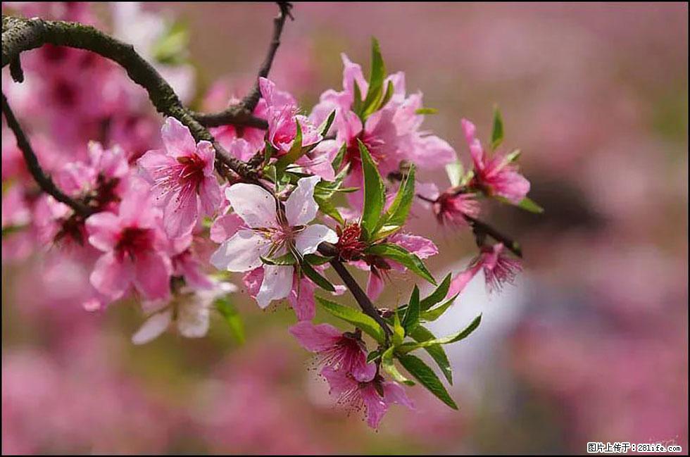 【春天,广西桂林灌阳县向您发出邀请!】官庄村有个醉美的桃花园 - 游山玩水 - 枣庄生活社区 - 枣庄28生活网 zaozhuang.28life.com