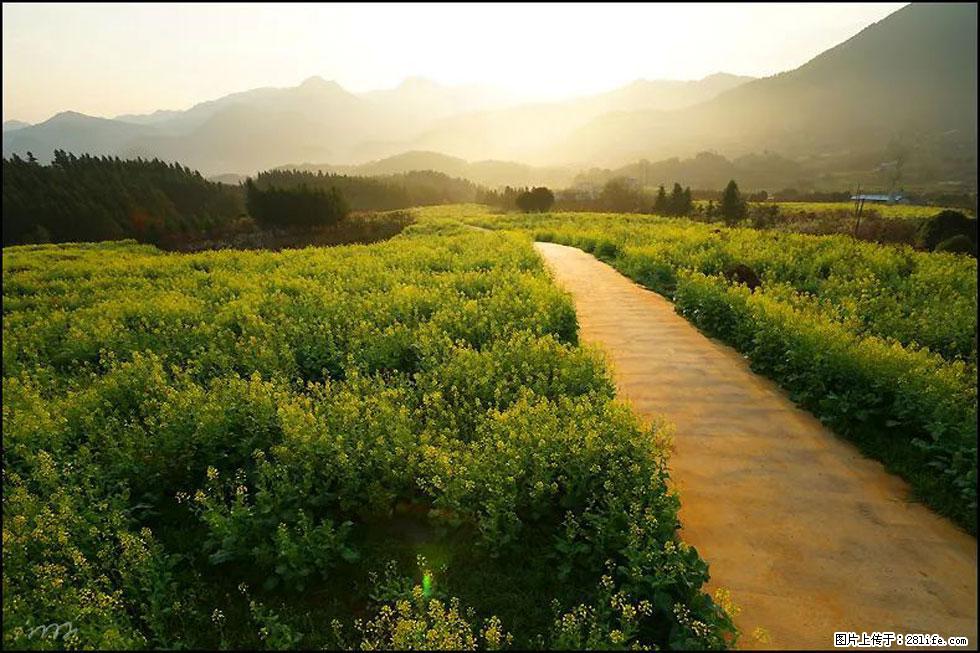 【春天，广西桂林灌阳县向您发出邀请！】长坪村油菜盛情花开 - 游山玩水 - 枣庄生活社区 - 枣庄28生活网 zaozhuang.28life.com