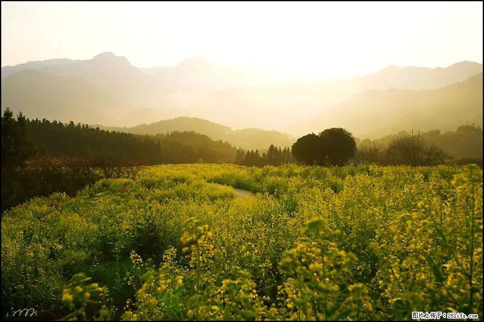 【春天，广西桂林灌阳县向您发出邀请！】长坪村油菜盛情花开 - 游山玩水 - 枣庄生活社区 - 枣庄28生活网 zaozhuang.28life.com