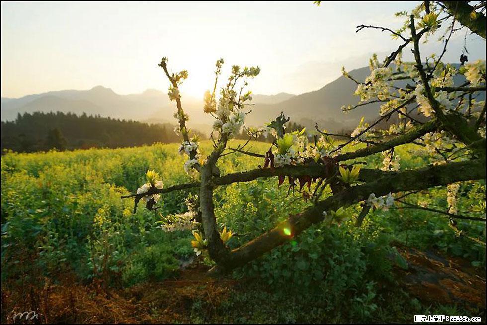 【春天，广西桂林灌阳县向您发出邀请！】长坪村油菜盛情花开 - 游山玩水 - 枣庄生活社区 - 枣庄28生活网 zaozhuang.28life.com