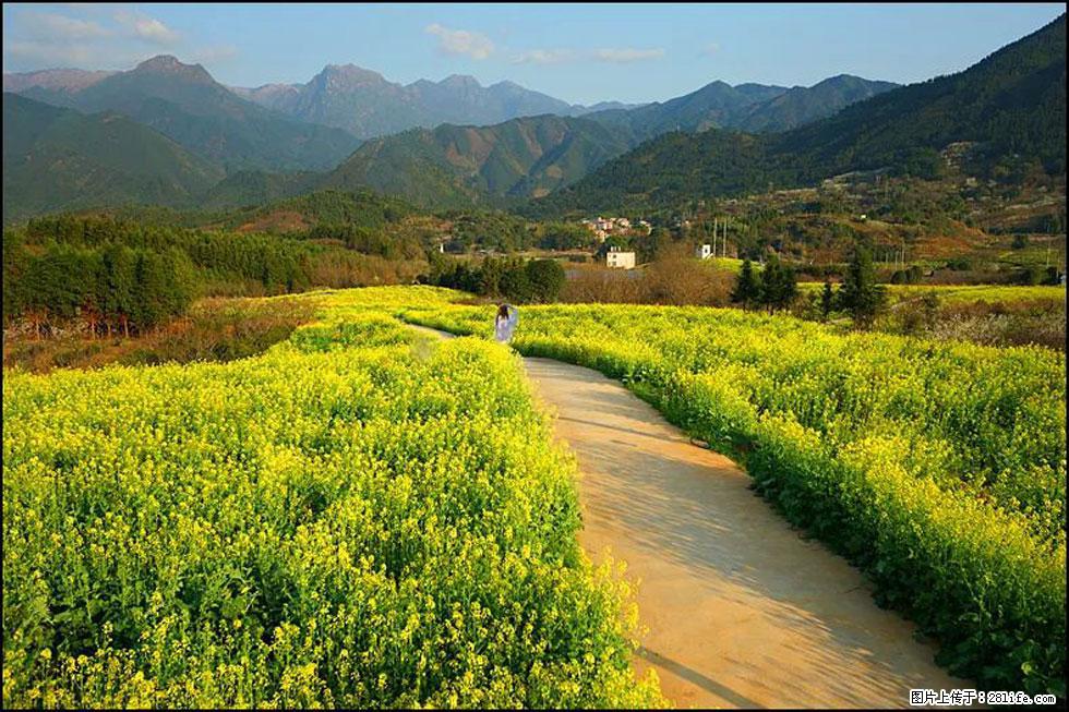 【春天，广西桂林灌阳县向您发出邀请！】长坪村油菜盛情花开 - 游山玩水 - 枣庄生活社区 - 枣庄28生活网 zaozhuang.28life.com