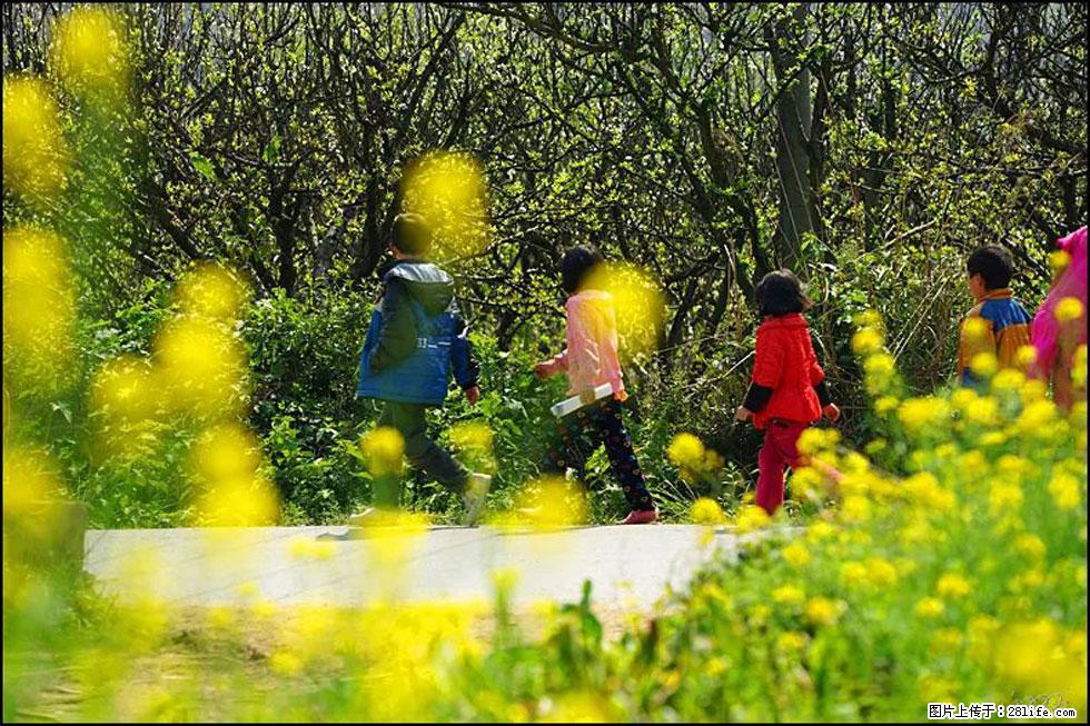【春天，广西桂林灌阳县向您发出邀请！】长坪村油菜盛情花开 - 游山玩水 - 枣庄生活社区 - 枣庄28生活网 zaozhuang.28life.com
