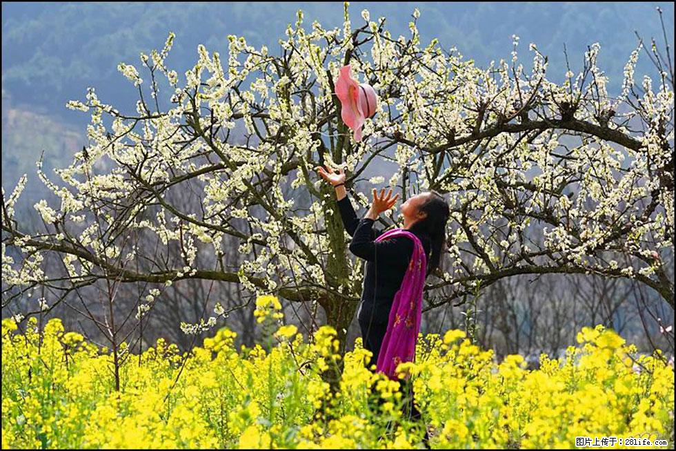 【春天，广西桂林灌阳县向您发出邀请！】长坪村油菜盛情花开 - 游山玩水 - 枣庄生活社区 - 枣庄28生活网 zaozhuang.28life.com