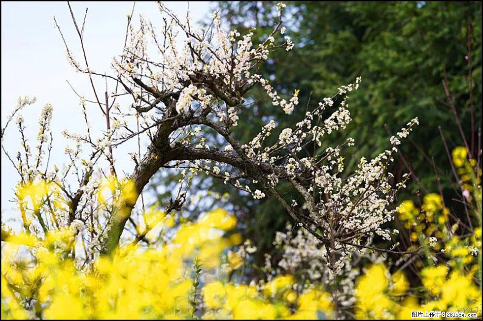 【春天，广西桂林灌阳县向您发出邀请！】长坪村油菜盛情花开 - 游山玩水 - 枣庄生活社区 - 枣庄28生活网 zaozhuang.28life.com
