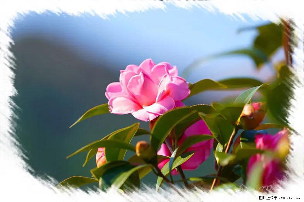 【春天，广西桂林灌阳县向您发出邀请！】杨柳井茶花惹人爱 - 游山玩水 - 枣庄生活社区 - 枣庄28生活网 zaozhuang.28life.com