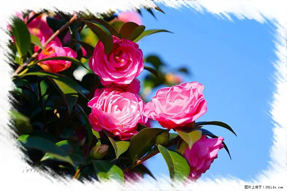 【春天，广西桂林灌阳县向您发出邀请！】杨柳井茶花惹人爱 - 游山玩水 - 枣庄生活社区 - 枣庄28生活网 zaozhuang.28life.com