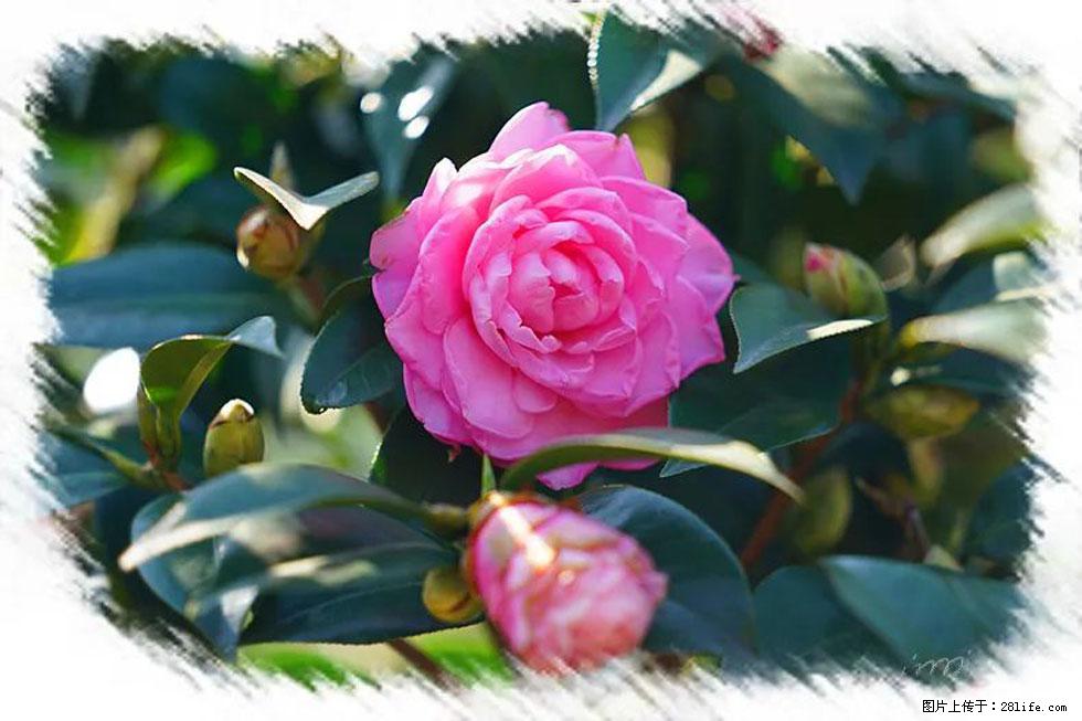 【春天，广西桂林灌阳县向您发出邀请！】杨柳井茶花惹人爱 - 游山玩水 - 枣庄生活社区 - 枣庄28生活网 zaozhuang.28life.com