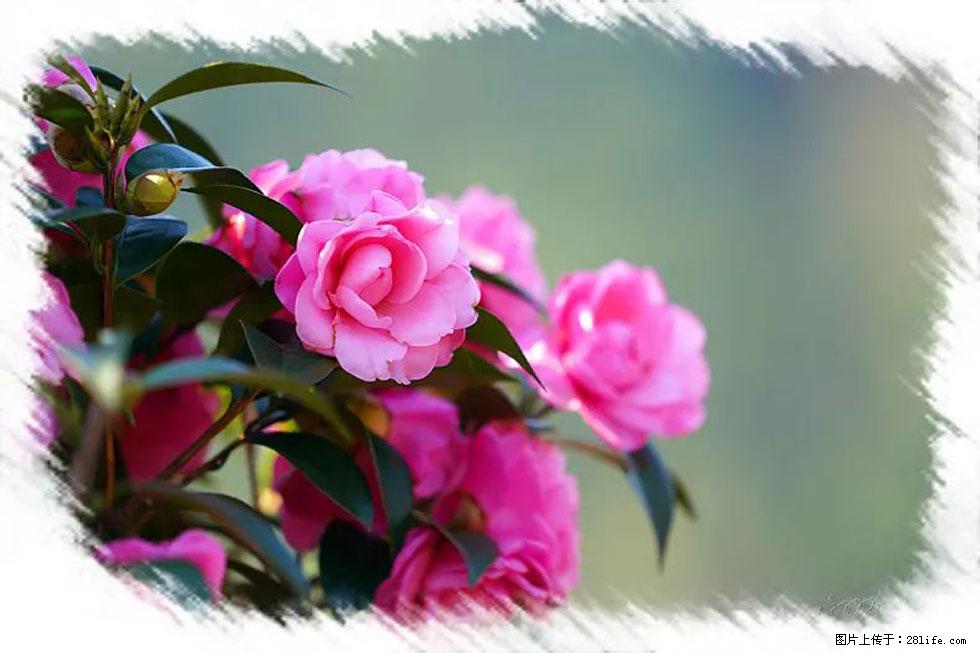 【春天，广西桂林灌阳县向您发出邀请！】杨柳井茶花惹人爱 - 游山玩水 - 枣庄生活社区 - 枣庄28生活网 zaozhuang.28life.com