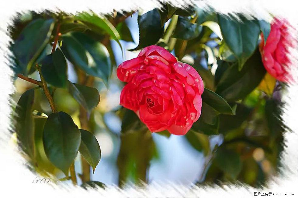 【春天，广西桂林灌阳县向您发出邀请！】杨柳井茶花惹人爱 - 游山玩水 - 枣庄生活社区 - 枣庄28生活网 zaozhuang.28life.com