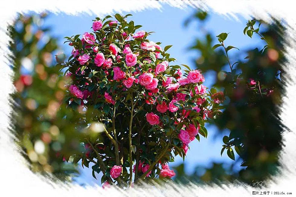 【春天，广西桂林灌阳县向您发出邀请！】杨柳井茶花惹人爱 - 游山玩水 - 枣庄生活社区 - 枣庄28生活网 zaozhuang.28life.com