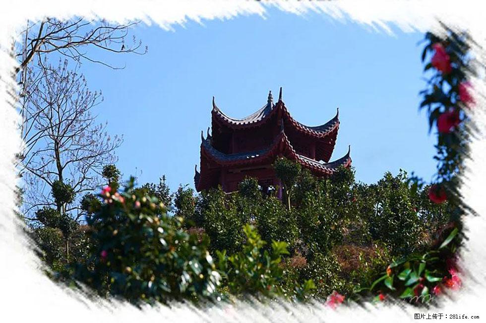 【春天，广西桂林灌阳县向您发出邀请！】杨柳井茶花惹人爱 - 游山玩水 - 枣庄生活社区 - 枣庄28生活网 zaozhuang.28life.com