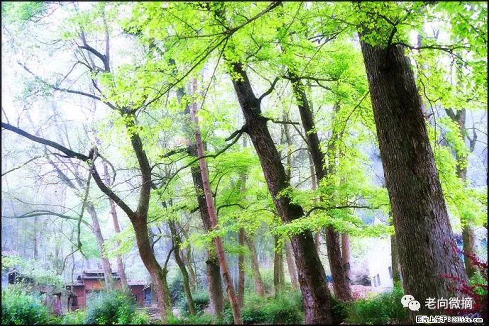 【春天,广西桂林灌阳县向您发出邀请!】在小龙村与春天约会 - 游山玩水 - 枣庄生活社区 - 枣庄28生活网 zaozhuang.28life.com