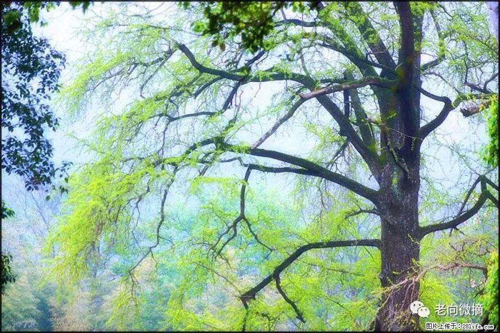 【春天,广西桂林灌阳县向您发出邀请!】在小龙村与春天约会 - 游山玩水 - 枣庄生活社区 - 枣庄28生活网 zaozhuang.28life.com