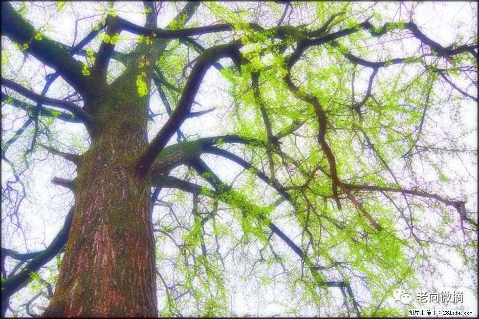 【春天,广西桂林灌阳县向您发出邀请!】在小龙村与春天约会 - 游山玩水 - 枣庄生活社区 - 枣庄28生活网 zaozhuang.28life.com