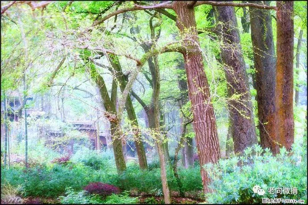 【春天,广西桂林灌阳县向您发出邀请!】在小龙村与春天约会 - 游山玩水 - 枣庄生活社区 - 枣庄28生活网 zaozhuang.28life.com