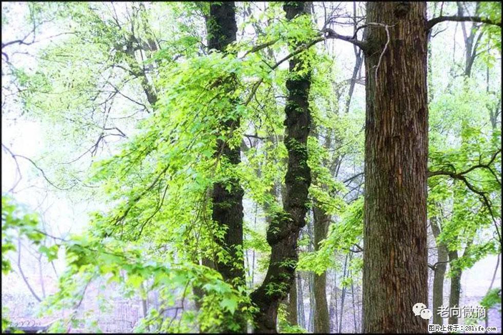 【春天,广西桂林灌阳县向您发出邀请!】在小龙村与春天约会 - 游山玩水 - 枣庄生活社区 - 枣庄28生活网 zaozhuang.28life.com