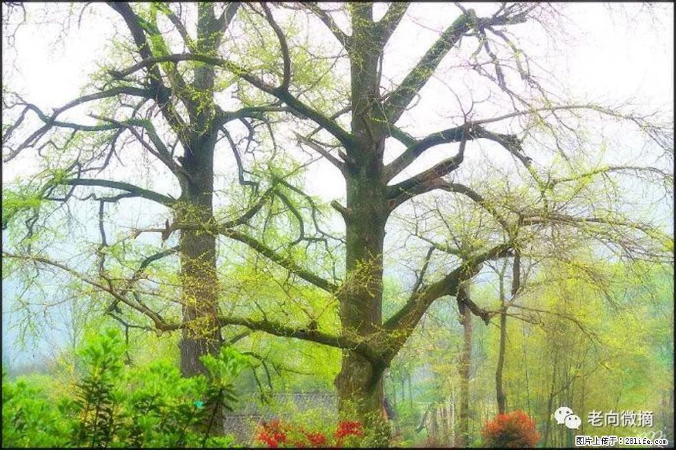 【春天,广西桂林灌阳县向您发出邀请!】在小龙村与春天约会 - 游山玩水 - 枣庄生活社区 - 枣庄28生活网 zaozhuang.28life.com