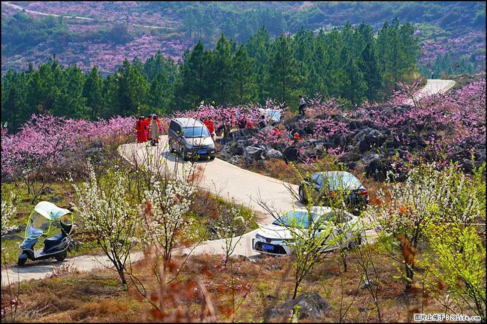 【春天，广西桂林灌阳县向您发出邀请！】望月岭上桃花开 - 游山玩水 - 枣庄生活社区 - 枣庄28生活网 zaozhuang.28life.com