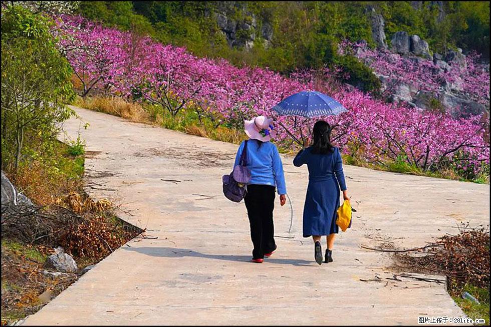 【春天，广西桂林灌阳县向您发出邀请！】望月岭上桃花开 - 游山玩水 - 枣庄生活社区 - 枣庄28生活网 zaozhuang.28life.com
