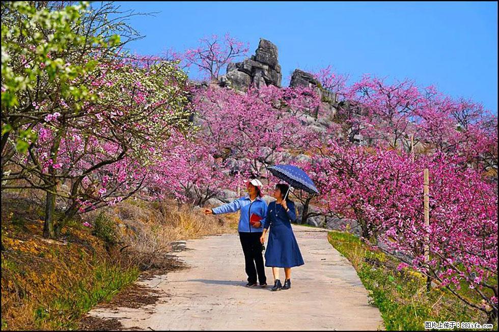 【春天，广西桂林灌阳县向您发出邀请！】望月岭上桃花开 - 游山玩水 - 枣庄生活社区 - 枣庄28生活网 zaozhuang.28life.com