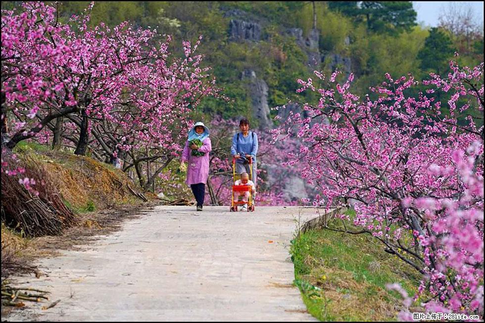 【春天，广西桂林灌阳县向您发出邀请！】望月岭上桃花开 - 游山玩水 - 枣庄生活社区 - 枣庄28生活网 zaozhuang.28life.com
