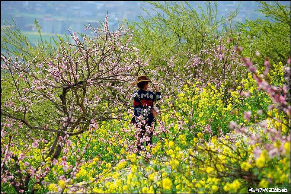 【春天，广西桂林灌阳县向您发出邀请！】望月岭上桃花开 - 游山玩水 - 枣庄生活社区 - 枣庄28生活网 zaozhuang.28life.com