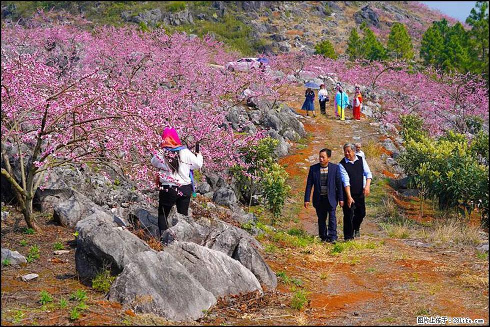 【春天，广西桂林灌阳县向您发出邀请！】望月岭上桃花开 - 游山玩水 - 枣庄生活社区 - 枣庄28生活网 zaozhuang.28life.com